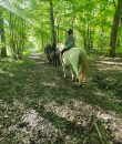 enseignement-balades-en-foret-jumalia