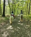 enseignement-cours-poneys